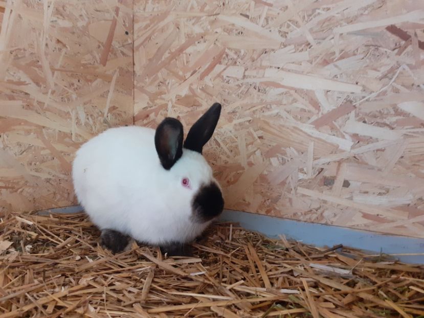  - A-IEPURI CALIFORNIENI