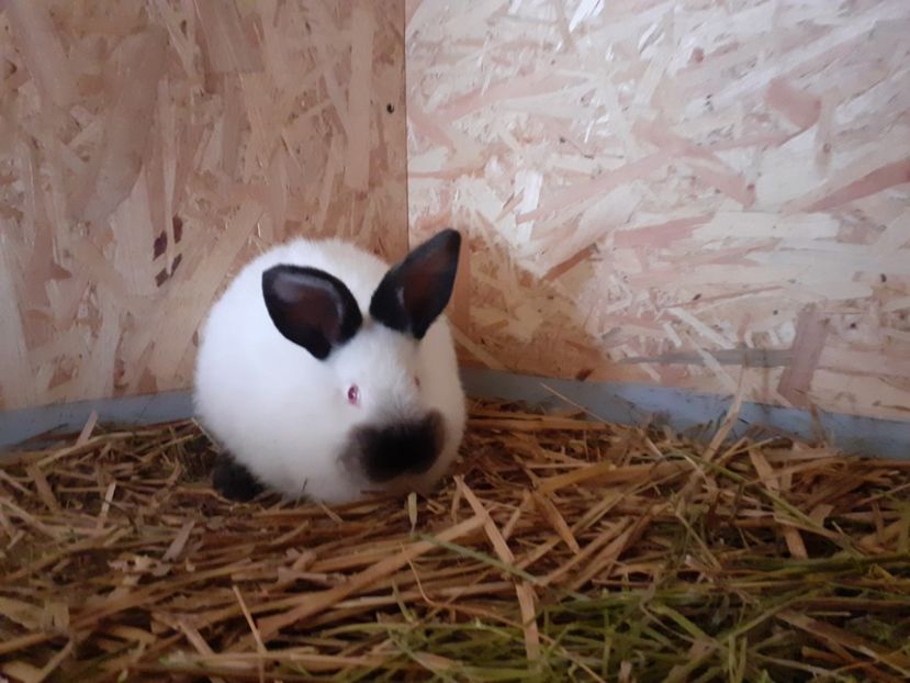  - A-IEPURI CALIFORNIENI