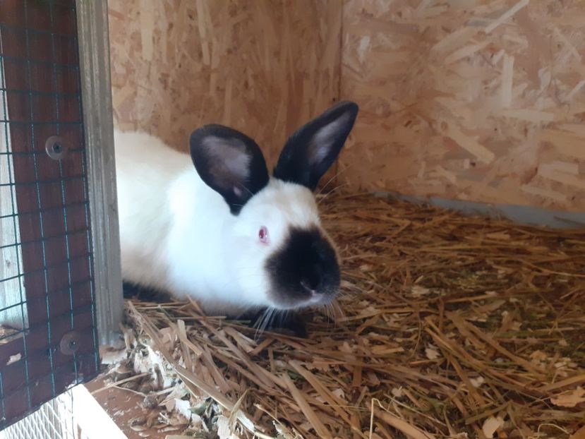  - A-IEPURI CALIFORNIENI