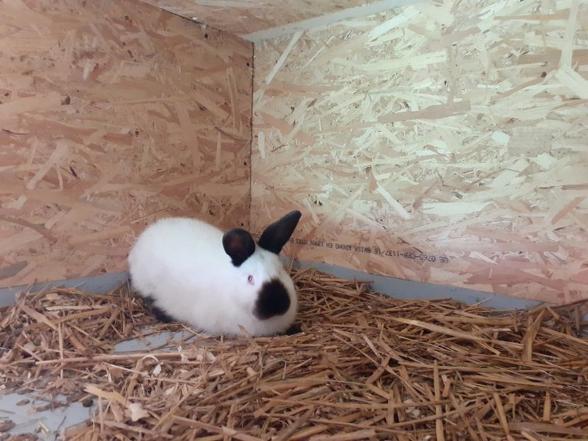  - A-IEPURI CALIFORNIENI