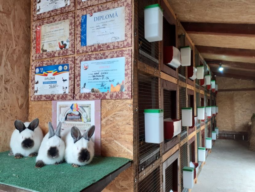  - A-IEPURI CALIFORNIENI