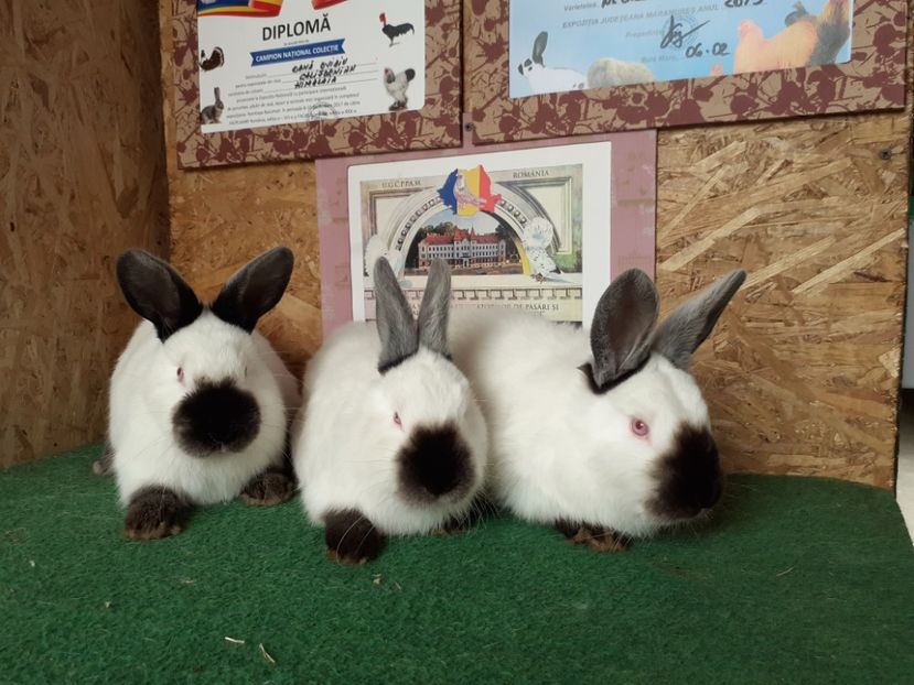  - A-IEPURI CALIFORNIENI