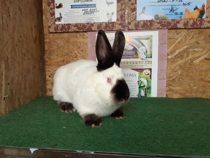  - A-IEPURI CALIFORNIENI