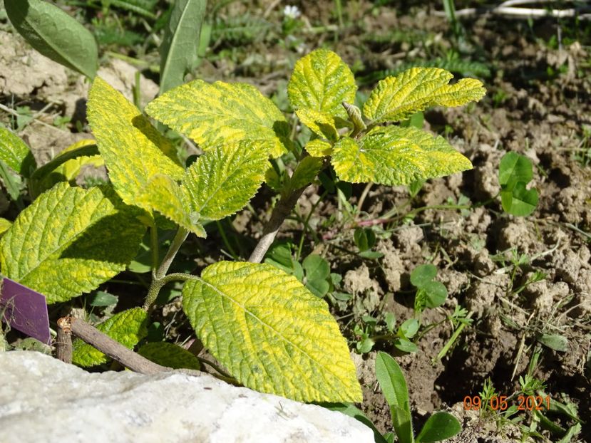 viburnum lantana variegatum - Dobarland 2021 2
