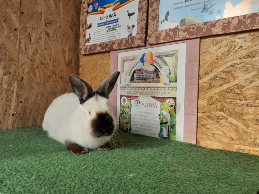  - A-IEPURI CALIFORNIENI