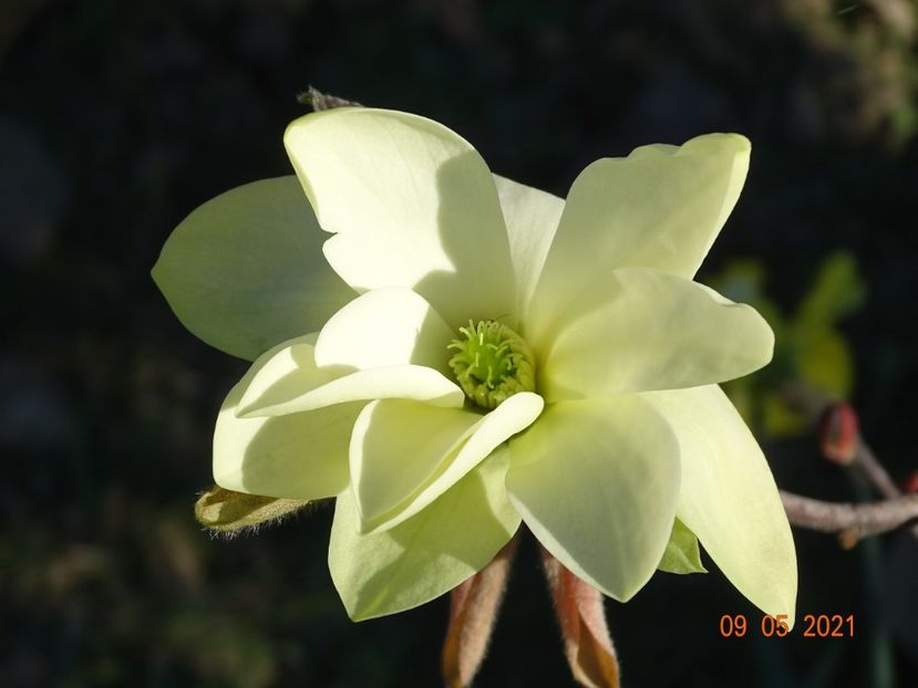 magnolia Gold Star - prima floare - Dobarland 2021 2