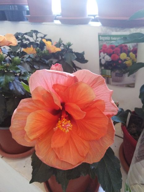  - HIBISCUS 2021
