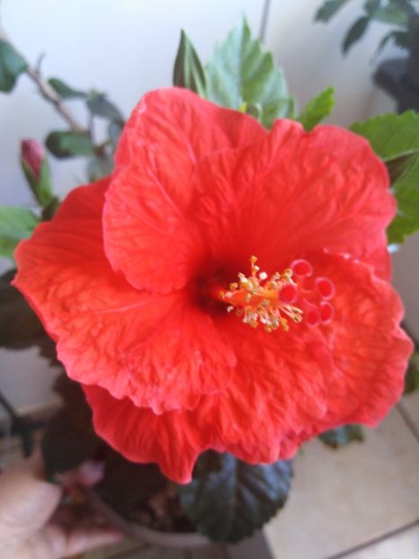  - HIBISCUS 2021