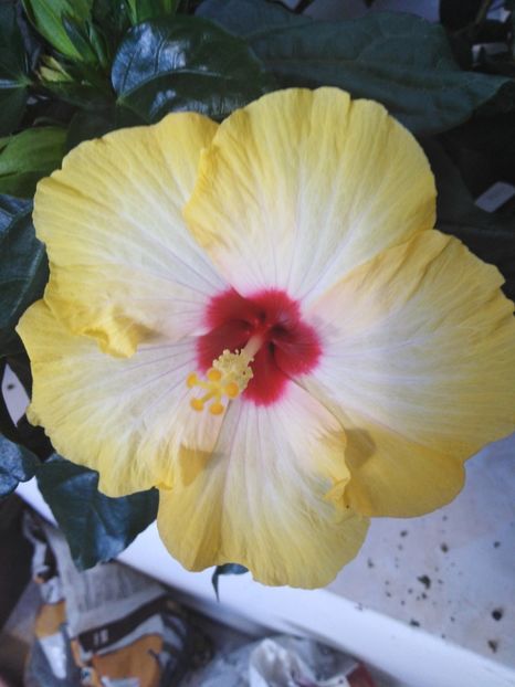  - HIBISCUS 2021