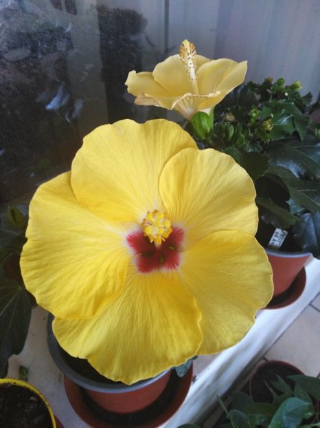  - HIBISCUS 2021