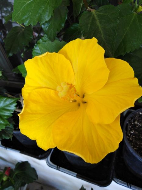  - HIBISCUS 2021