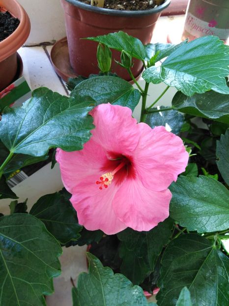  - HIBISCUS 2021