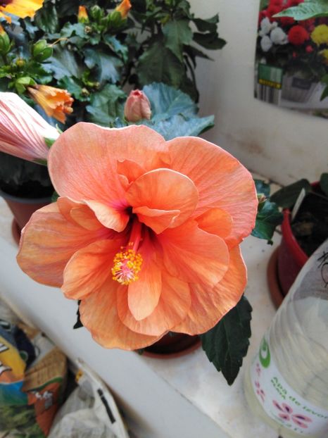  - HIBISCUS 2021