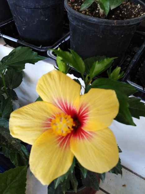  - HIBISCUS 2021