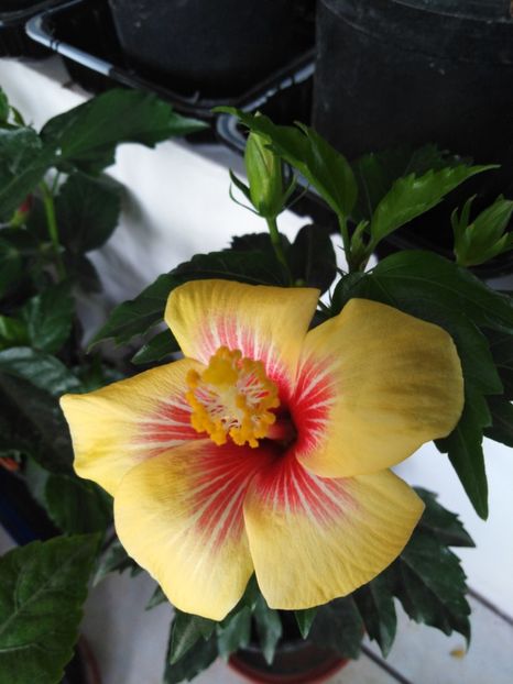  - HIBISCUS 2021