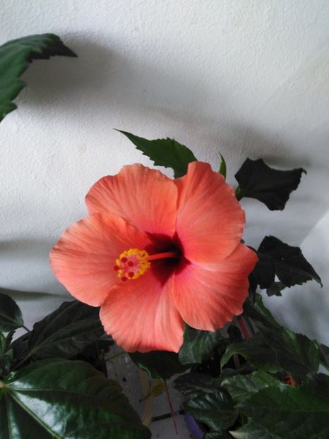  - HIBISCUS 2021