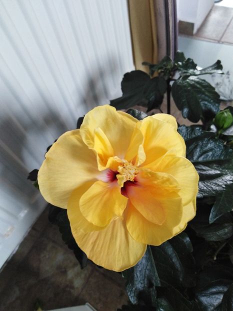  - HIBISCUS 2021