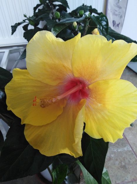  - HIBISCUS 2021