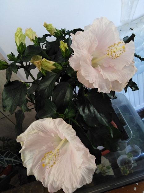  - HIBISCUS 2021