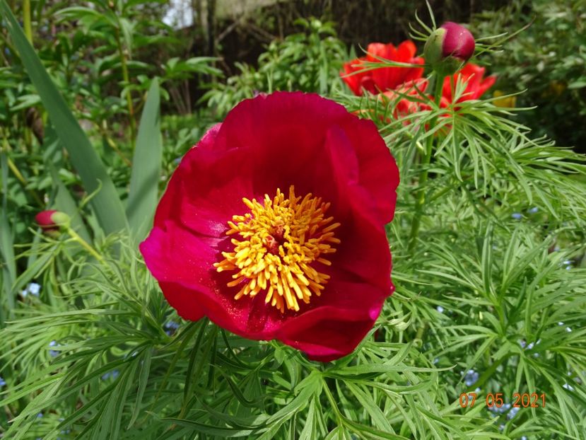 tenuifolia - Bujori 2021