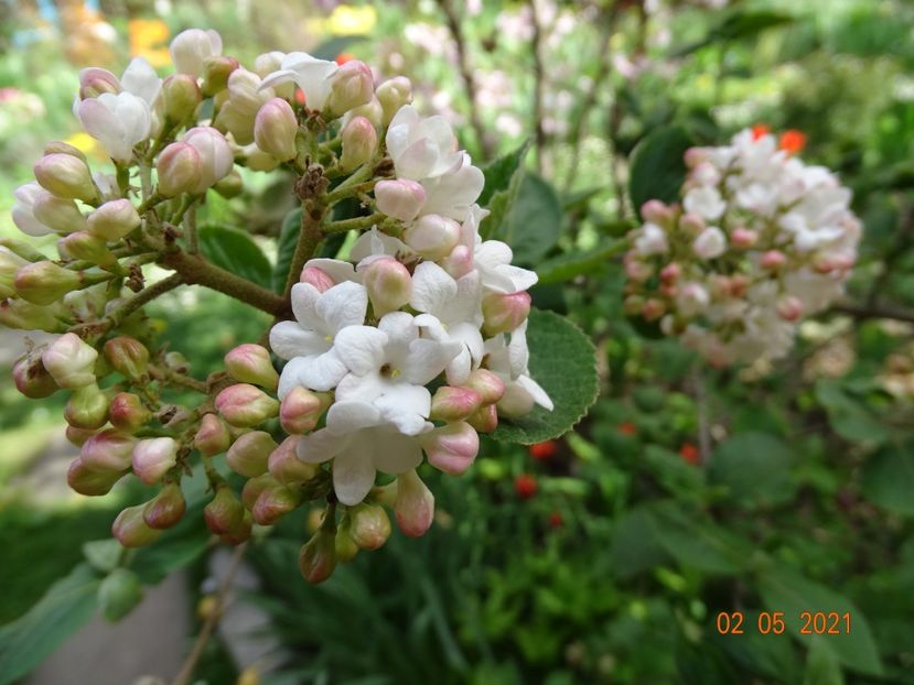  - Copacei si arbusti 2021