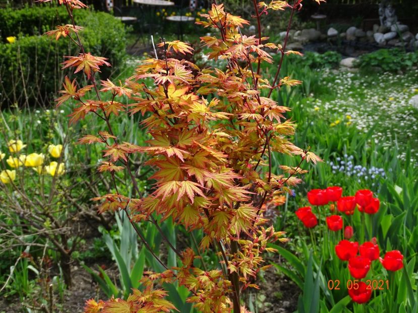  - Copacei si arbusti 2021