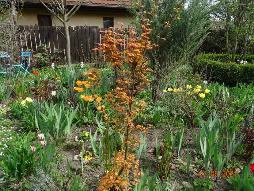  - Copacei si arbusti 2021