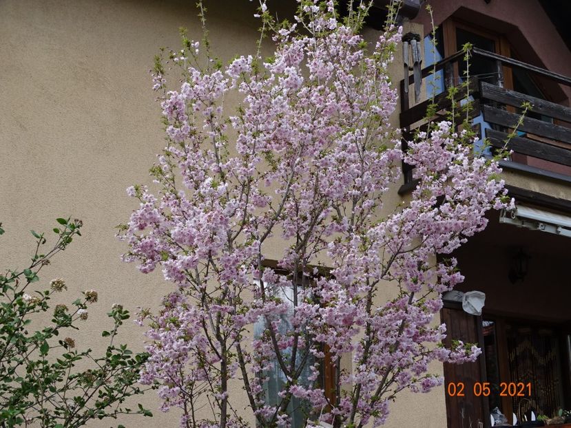  - Copacei si arbusti 2021