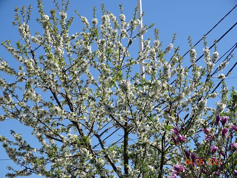  - Copacei si arbusti 2021