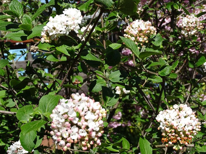  - Copacei si arbusti 2021