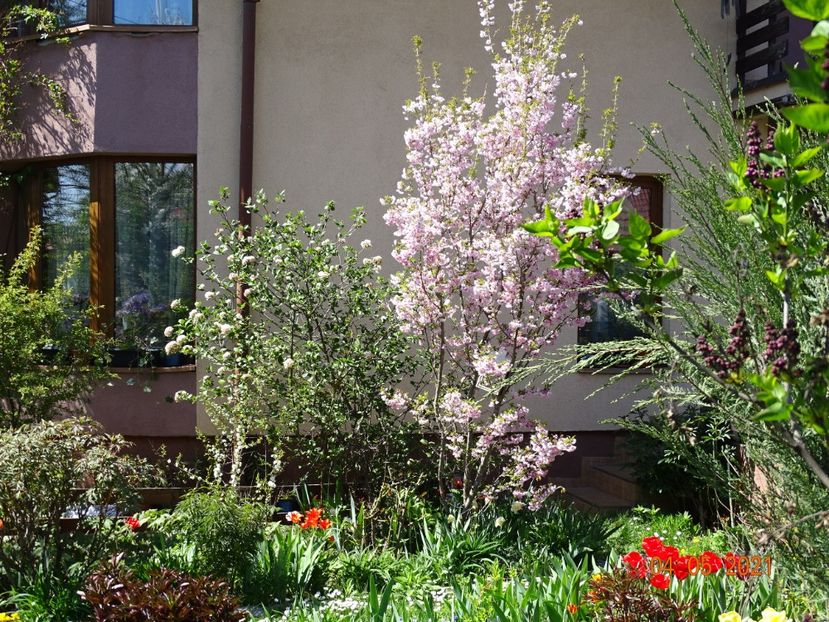  - Copacei si arbusti 2021