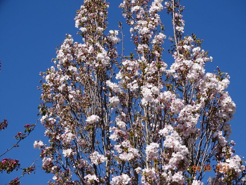  - Copacei si arbusti 2021