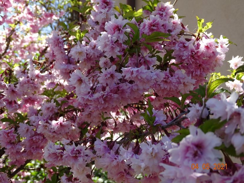  - Copacei si arbusti 2021