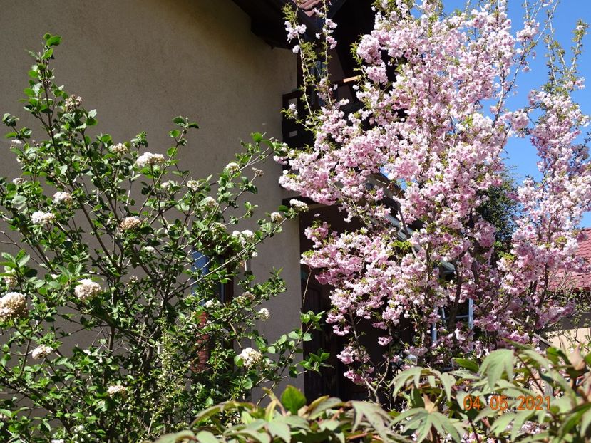  - Copacei si arbusti 2021