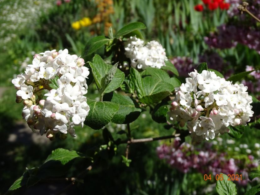  - Copacei si arbusti 2021