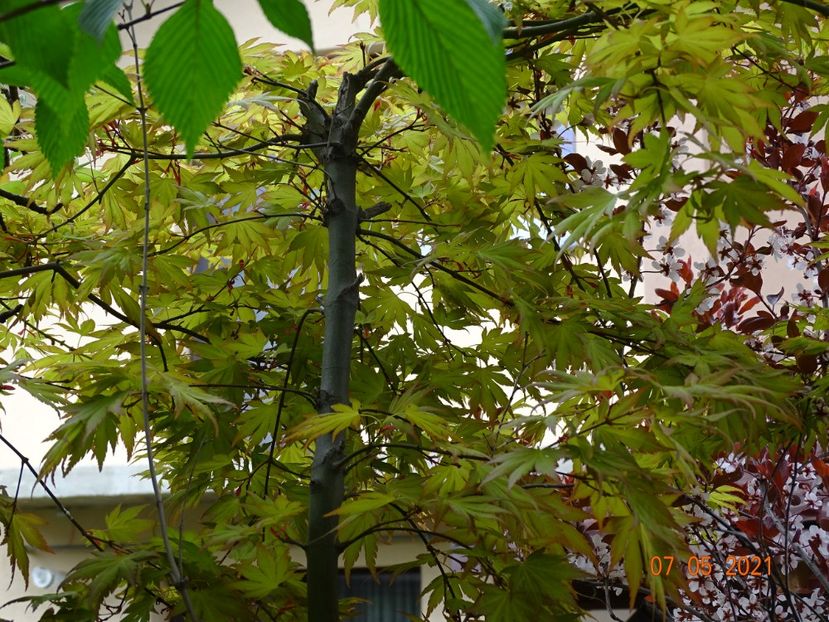  - Copacei si arbusti 2021