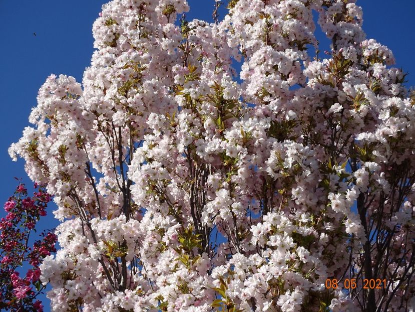  - Copacei si arbusti 2021