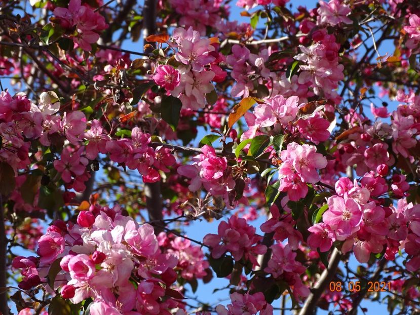  - Copacei si arbusti 2021