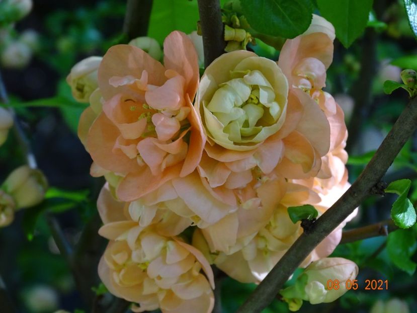  - Copacei si arbusti 2021