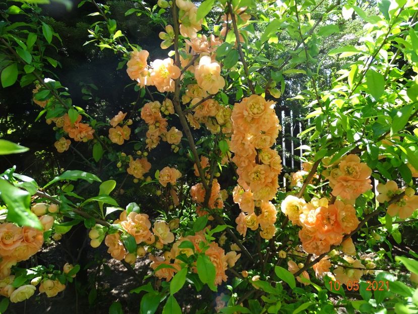  - Copacei si arbusti 2021