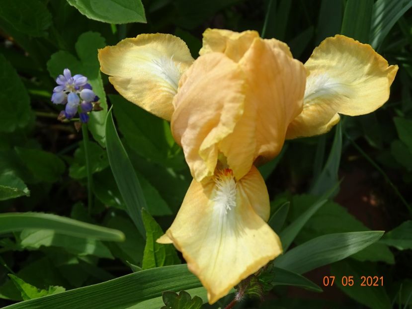 Melon Honey - Irisi 2021