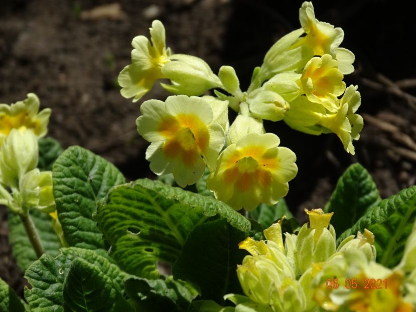  - Primule 2021
