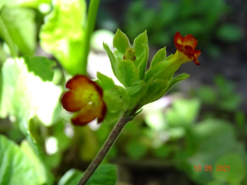 primula veris Orange and Yellow - Primule 2021