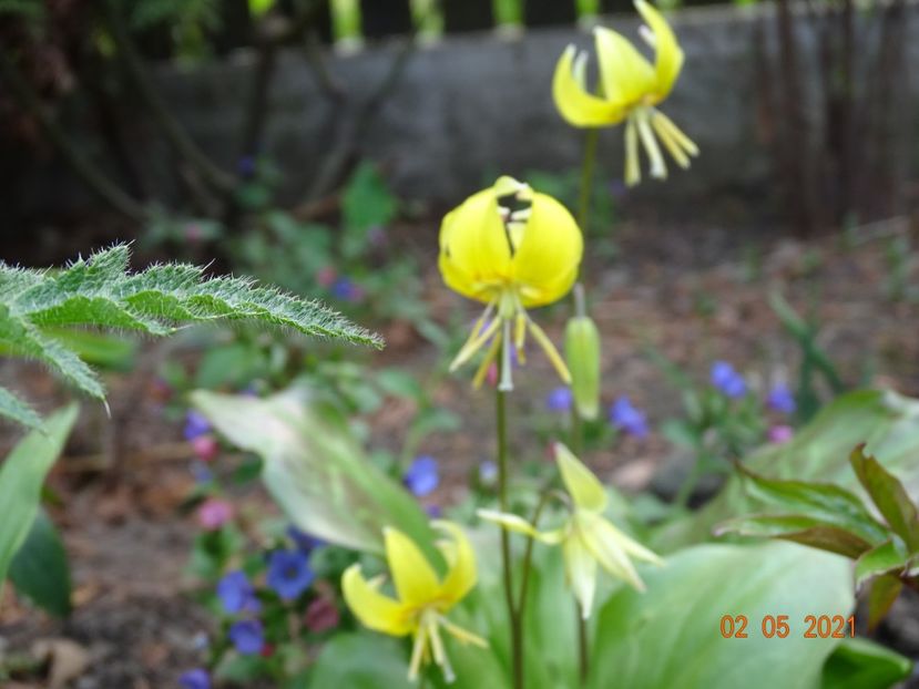 erythronium Pagoda - Primavara 2021