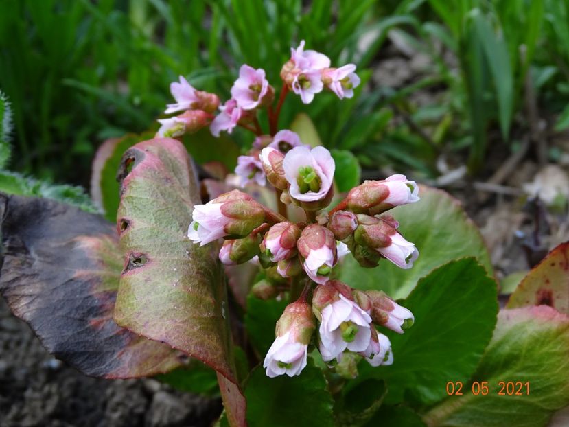bergenia Dragonfly Angel Kiss - Primavara 2021