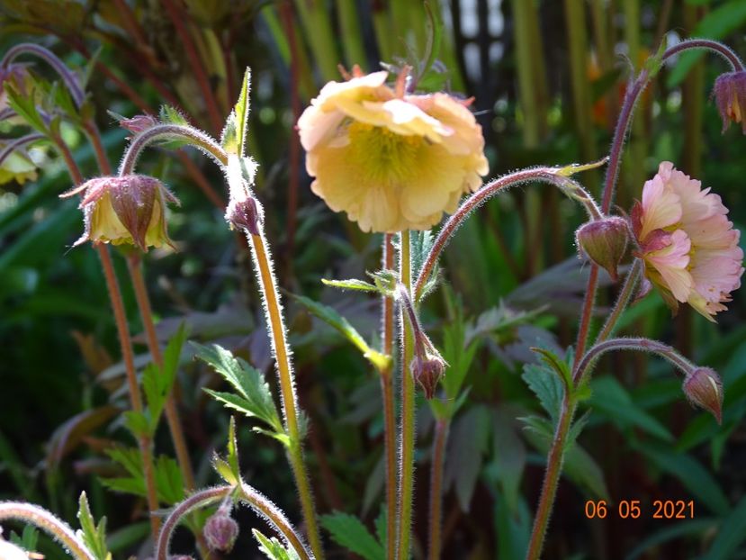 geum Censation Apricot Pearl - Primavara 2021