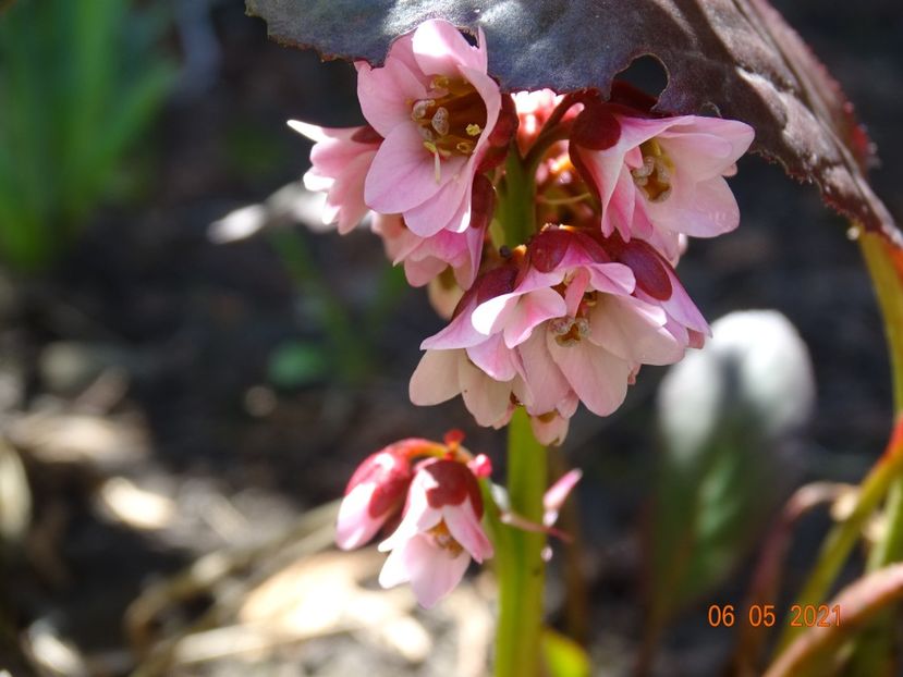 bergenia Pink Dragonfly - Primavara 2021