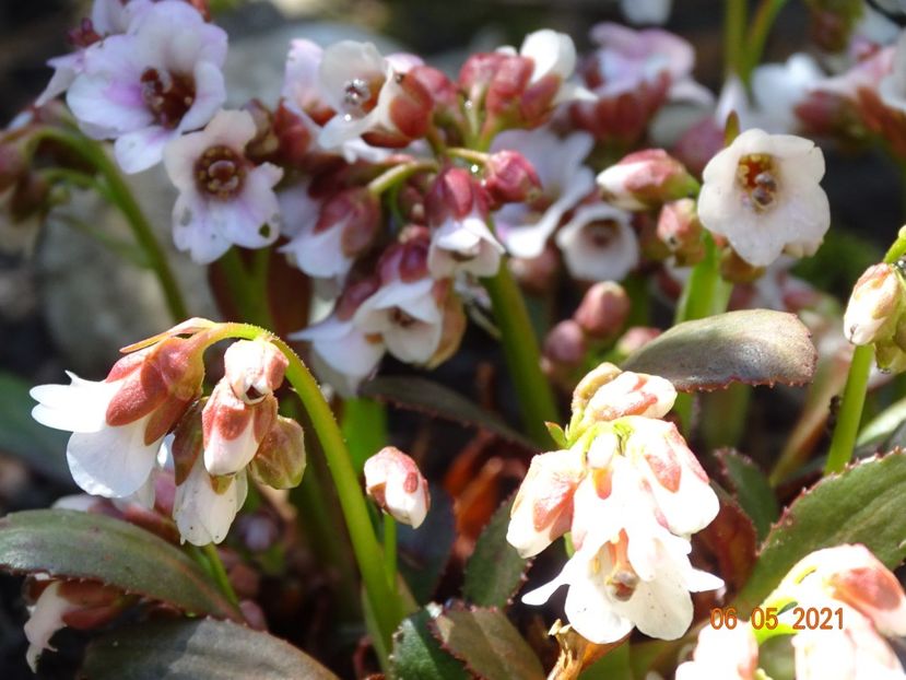 bergenia Dragonfly Angel Kiss - Primavara 2021