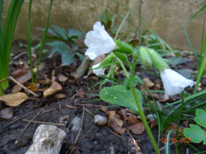 pulmonaria Sissinghurst White - Primavara 2021