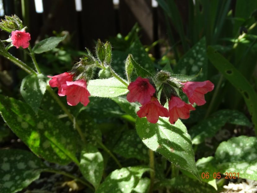 pulmonaria Shrimps on the Barbie - Primavara 2021